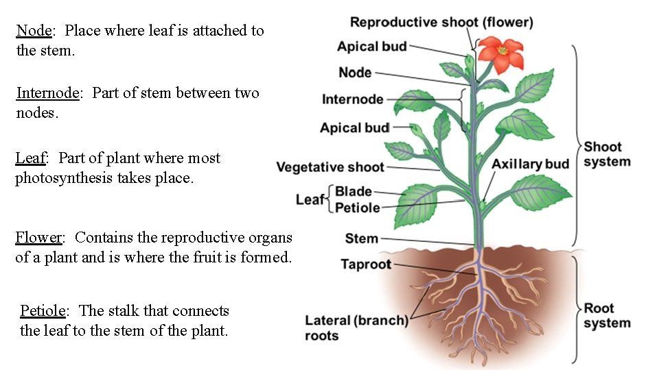 Node: Place where leaf is attached to the stem. Internode: Part of stem between Node: Place where leaf is attached to the stem. Internode: Part of stem between