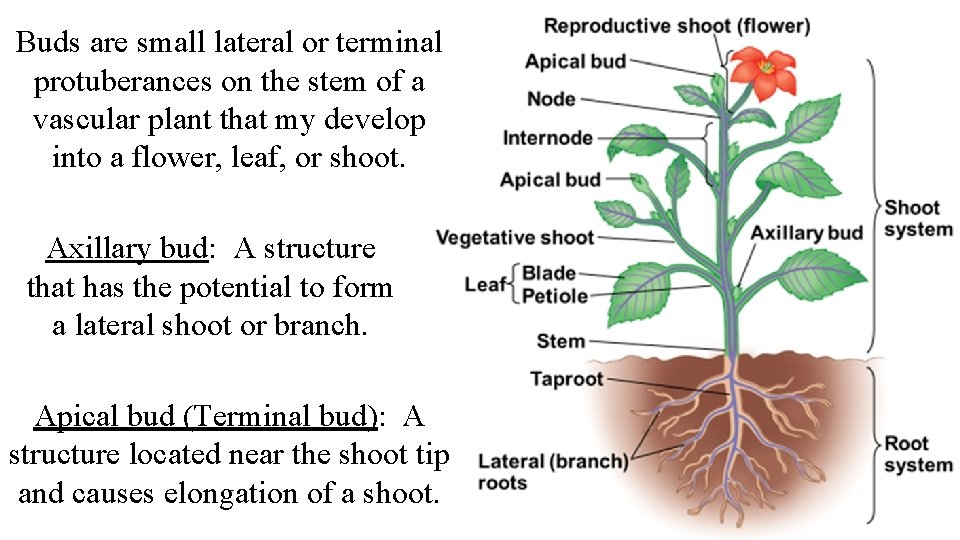 Buds are small lateral or terminal protuberances on the stem of a vascular plant Buds are small lateral or terminal protuberances on the stem of a vascular plant