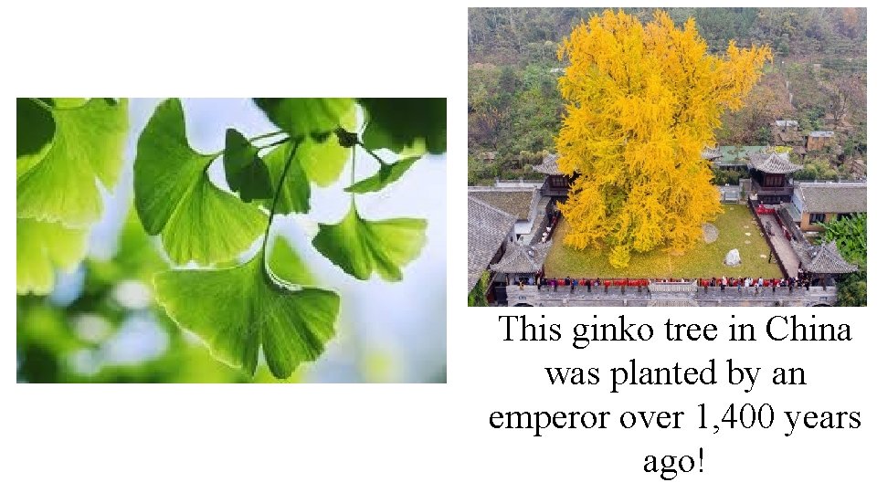This ginko tree in China was planted by an emperor over 1, 400 years This ginko tree in China was planted by an emperor over 1, 400 years