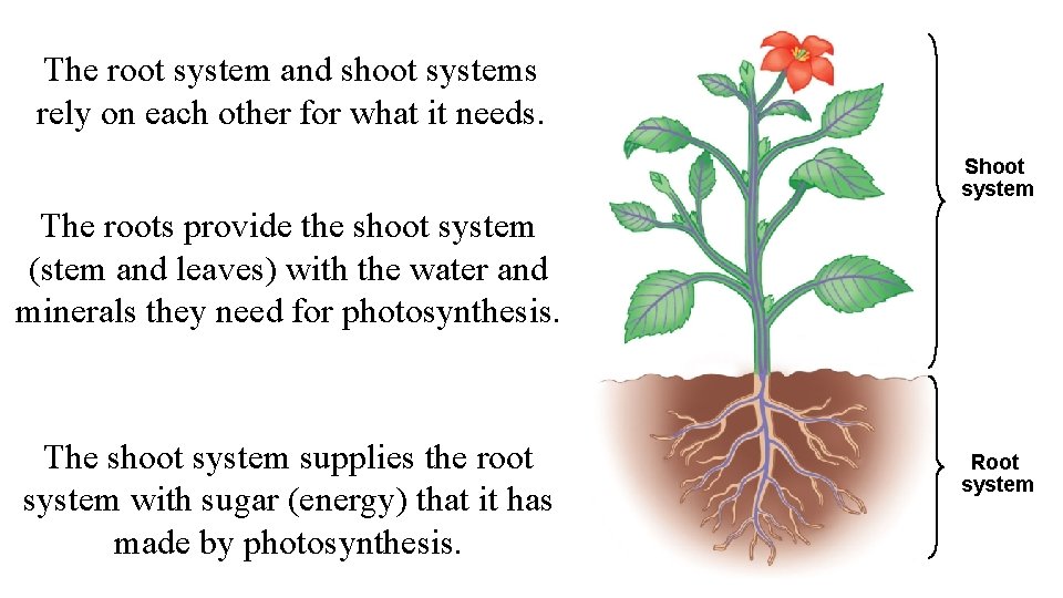 Unit 5 Photosynthesis and Plant Structures Plants Gymnosperms