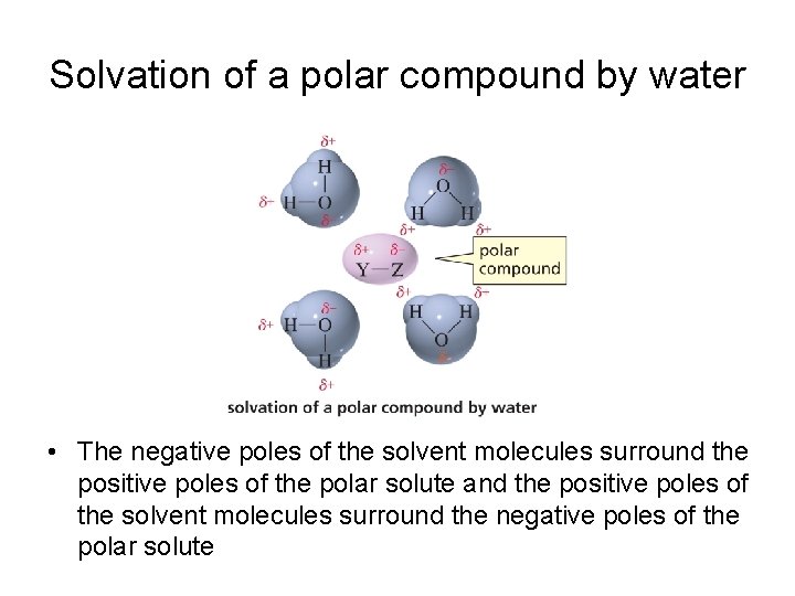 Solvation of a polar compound by water • The negative poles of the solvent