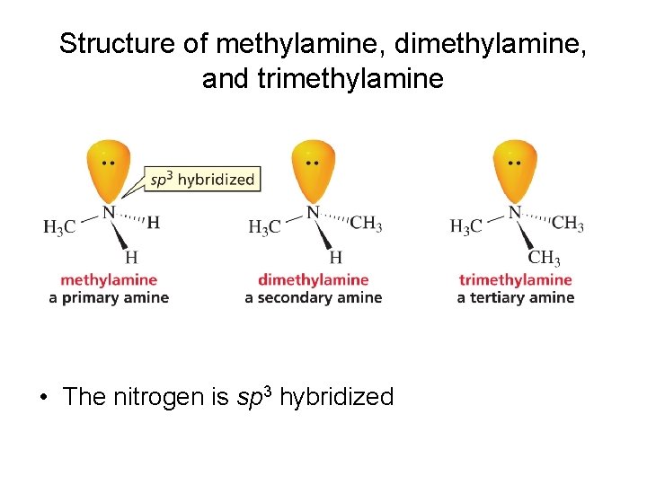 Structure of methylamine, dimethylamine, and trimethylamine • The nitrogen is sp 3 hybridized 