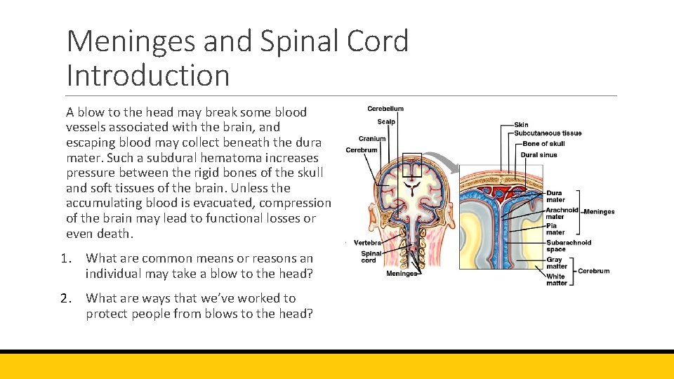 Meninges and Spinal Cord Introduction A blow to the head may break some blood