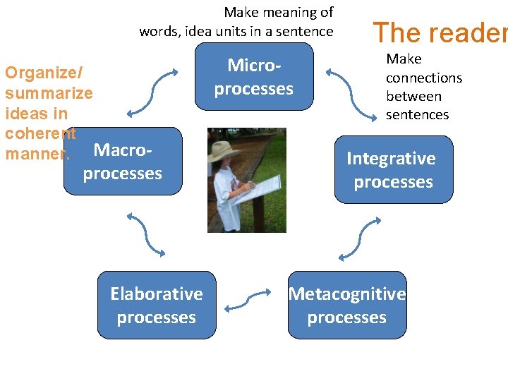 Make meaning of words, idea units in a sentence Organize/ summarize ideas in coherent