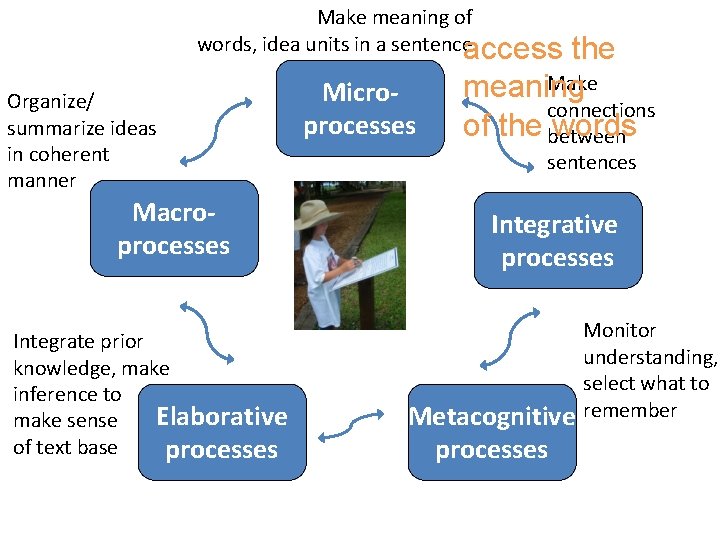 Make meaning of words, idea units in a sentenceaccess Organize/ summarize ideas in coherent