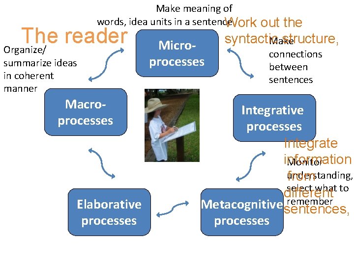 Make meaning of words, idea units in a sentence Work The reader Organize/ summarize