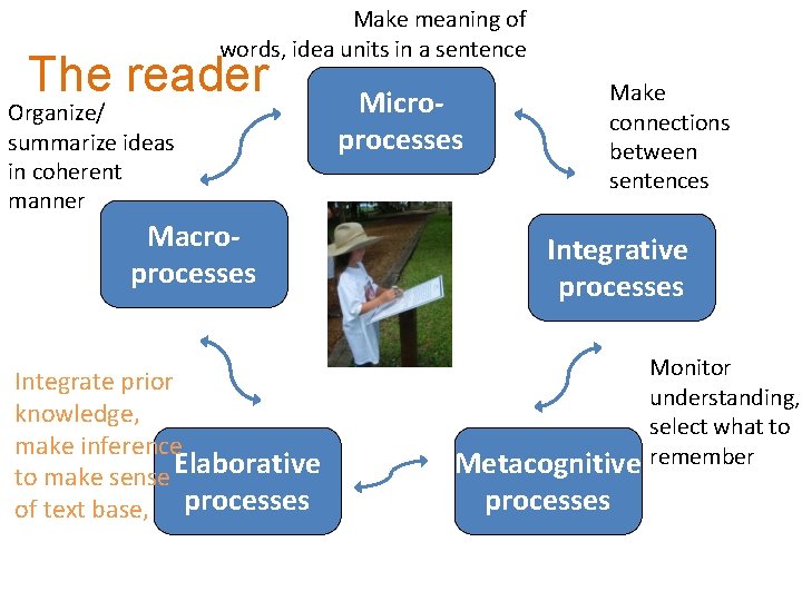 Make meaning of words, idea units in a sentence The reader Organize/ summarize ideas