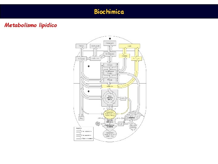 Biochimica Metabolismo lipidico 