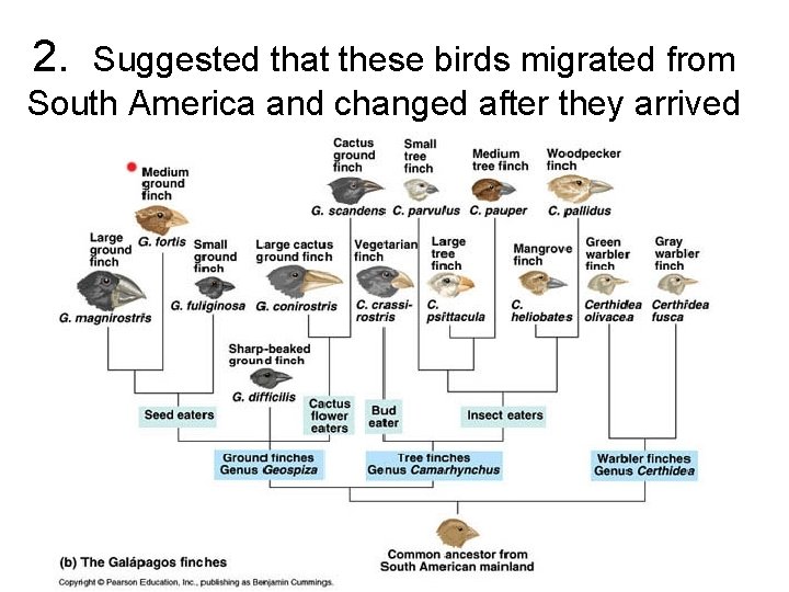 2. Suggested that these birds migrated from South America and changed after they arrived