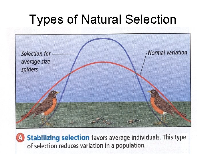 Types of Natural Selection • Stabilizing selection – favors the average 