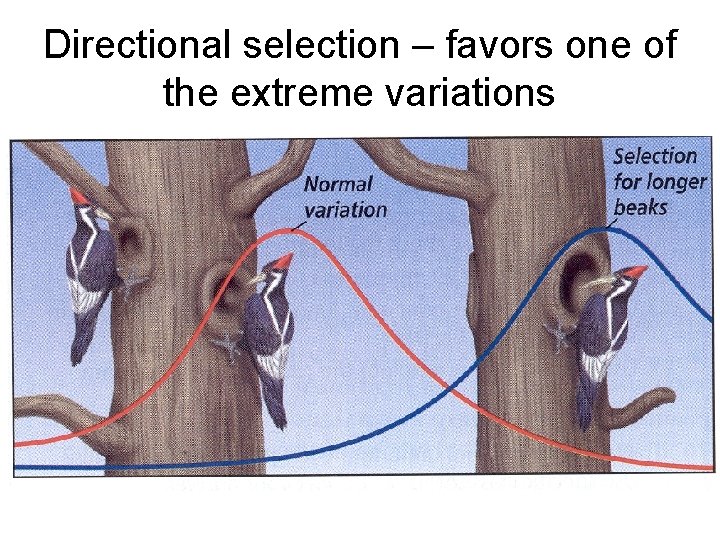 Directional selection – favors one of the extreme variations 