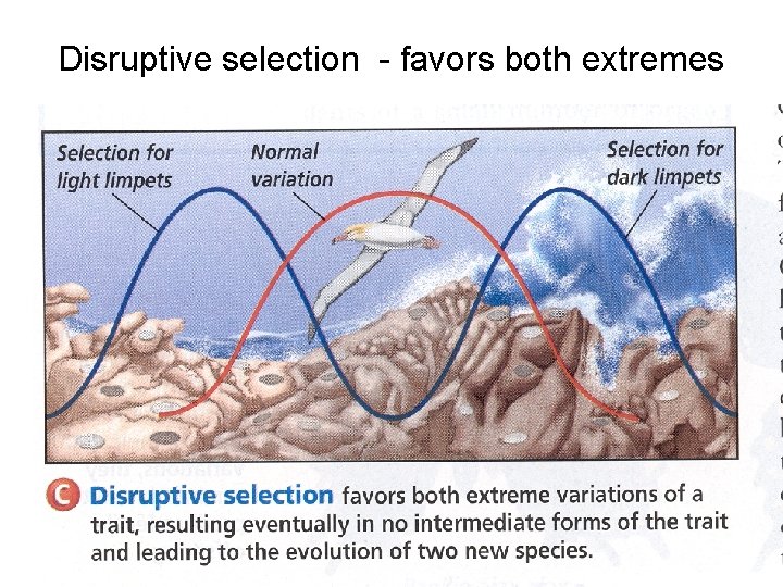 Disruptive selection - favors both extremes 