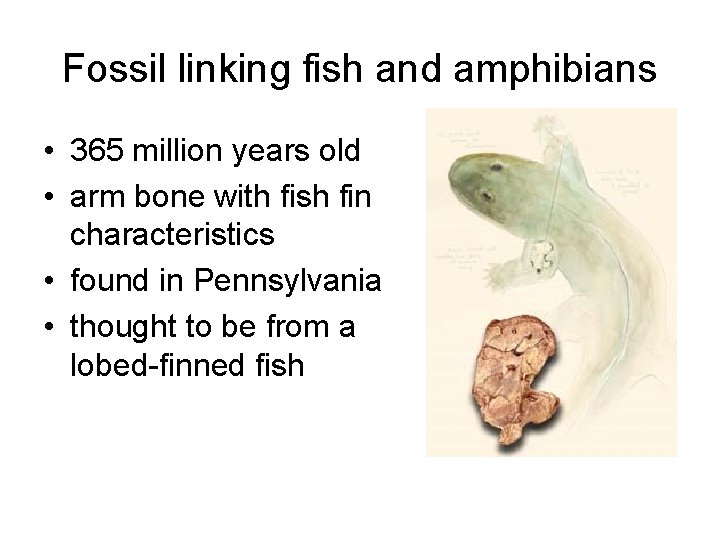 Fossil linking fish and amphibians • 365 million years old • arm bone with