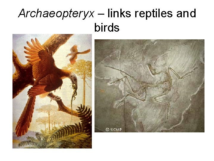 Archaeopteryx – links reptiles and birds 