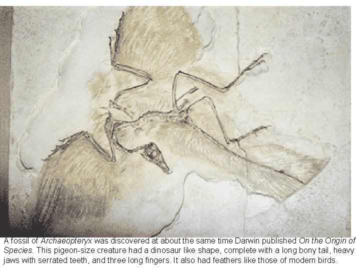  A fossil of Archaeopteryx was discovered at about the same time Darwin published