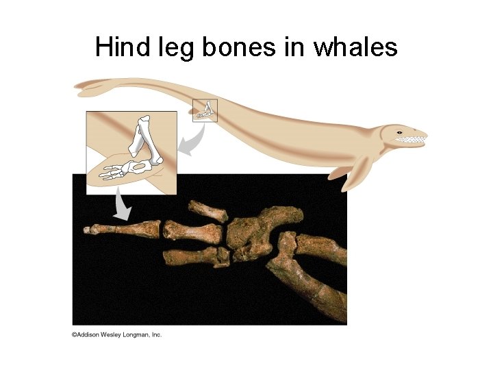 Hind leg bones in whales 