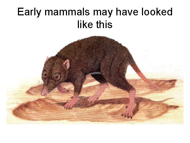 Early mammals may have looked like this 