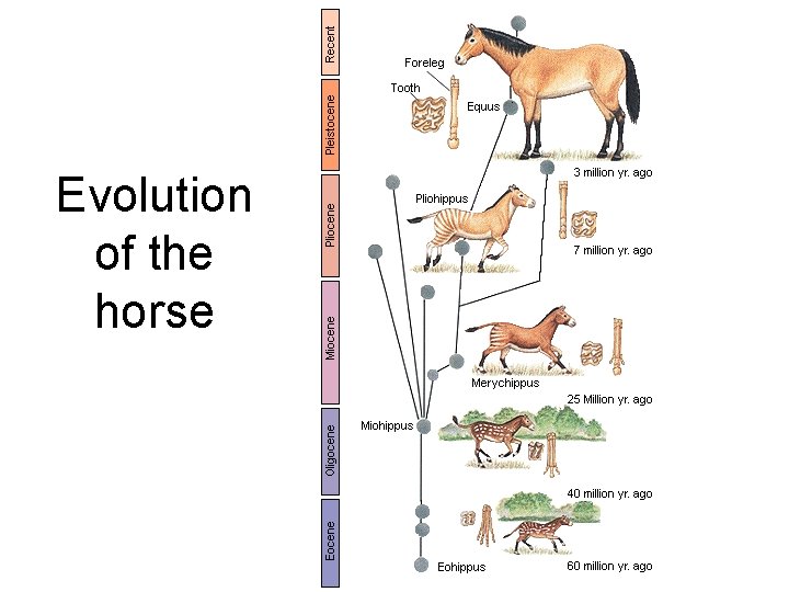 Evolution of the horse 