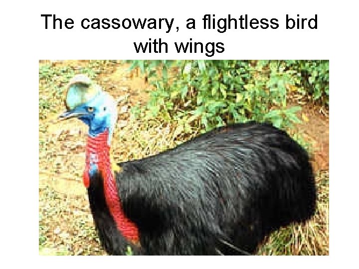 The cassowary, a flightless bird with wings 