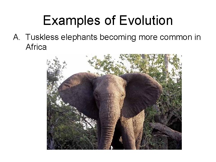 Examples of Evolution A. Tuskless elephants becoming more common in Africa 