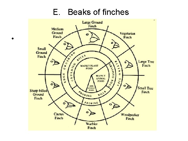 E. Beaks of finches • 