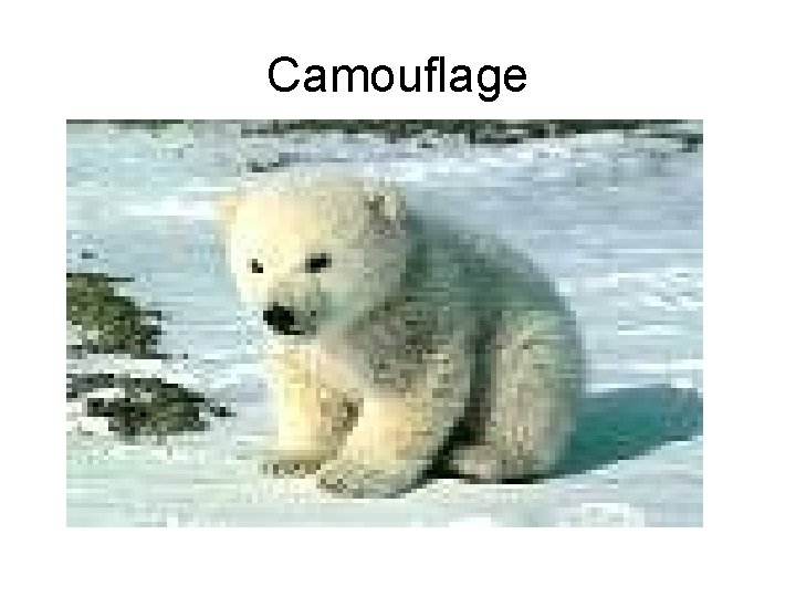 Camouflage 