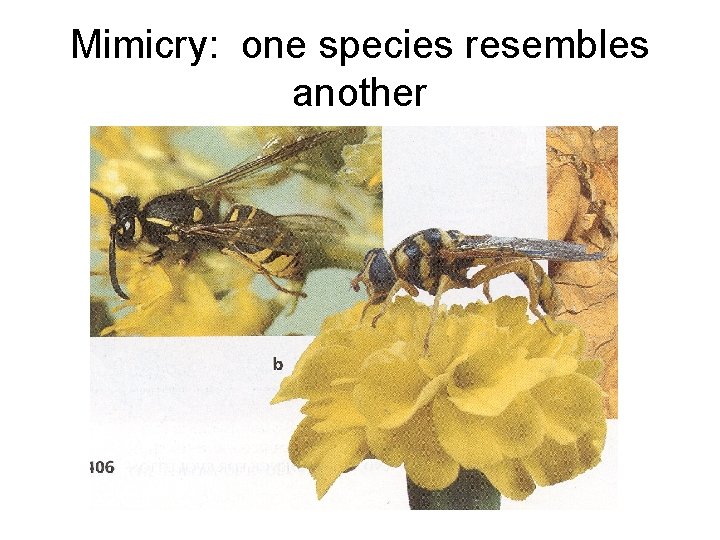 Mimicry: one species resembles another 