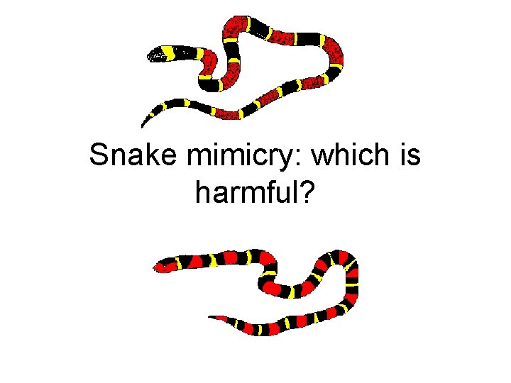 Snake mimicry: which is harmful? 