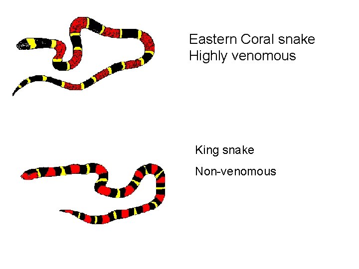 Eastern Coral snake Highly venomous King snake Non-venomous 