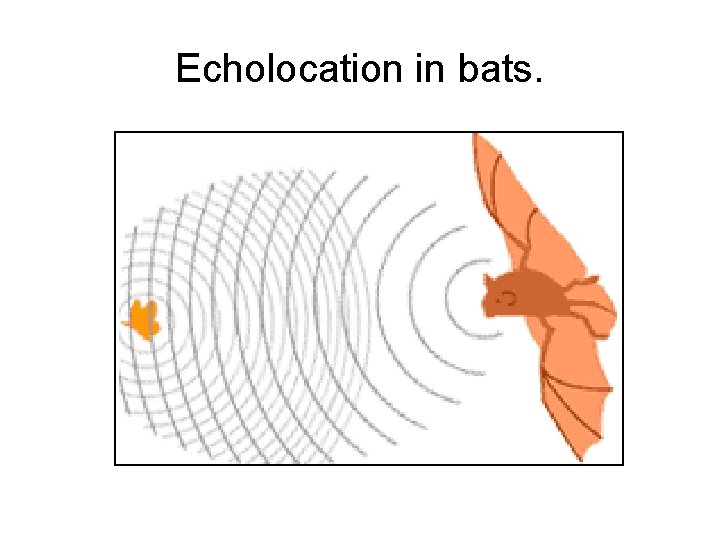 Echolocation in bats. 