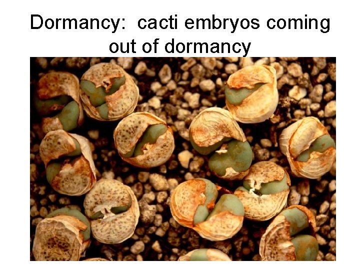 Dormancy: cacti embryos coming out of dormancy 