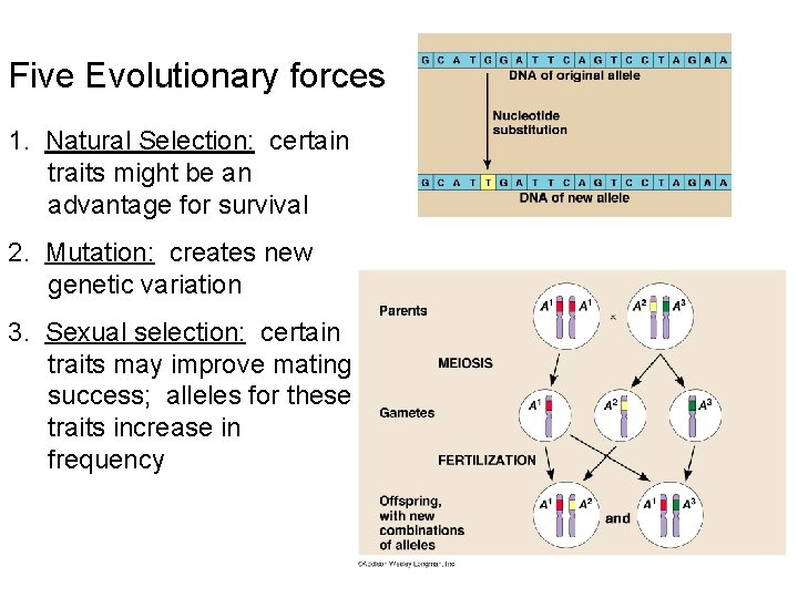 Five Evolutionary forces 1. Natural Selection: certain traits might be an advantage for survival