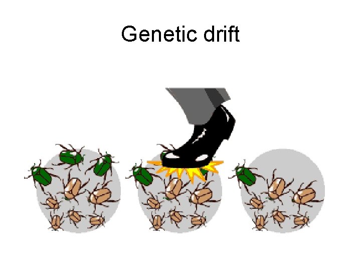 Genetic drift 