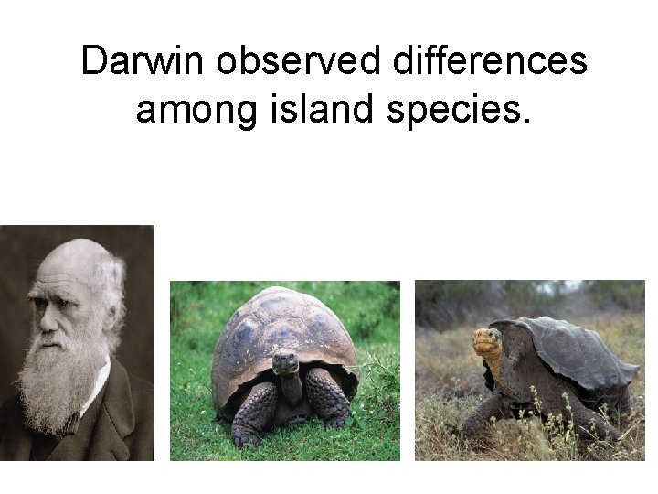 Darwin observed differences among island species. 