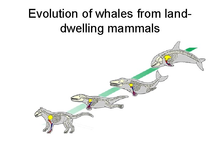 Evolution of whales from landdwelling mammals 