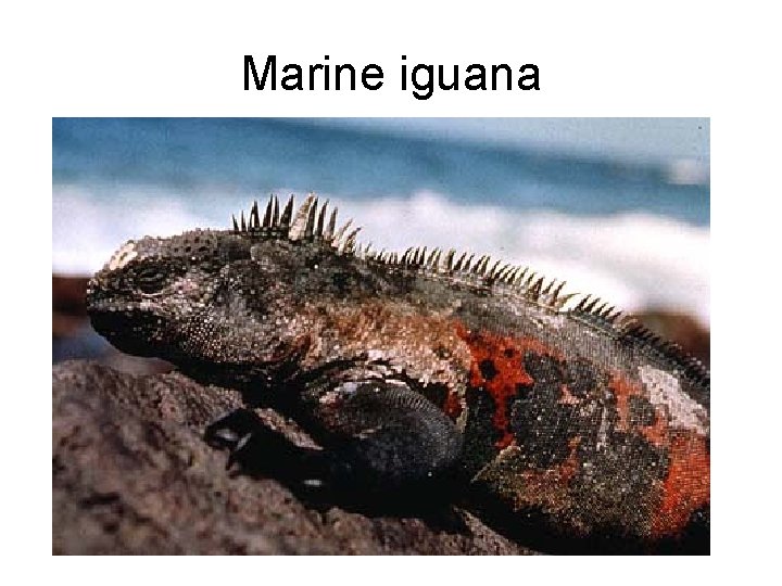 Marine iguana 