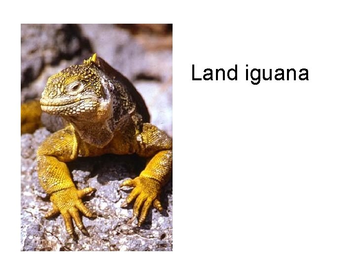 Land iguana 