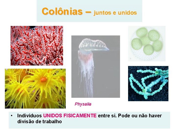 Colônias – juntos e unidos Physalia • Indivíduos UNIDOS FISICAMENTE entre si. Pode ou