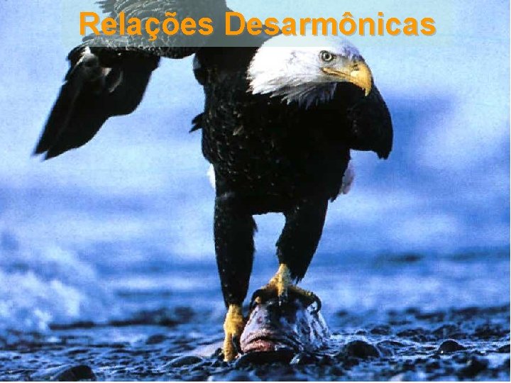 Relações Desarmônicas 