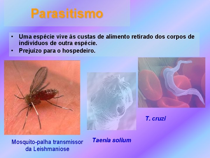 Parasitismo • Uma espécie vive às custas de alimento retirado dos corpos de indivíduos