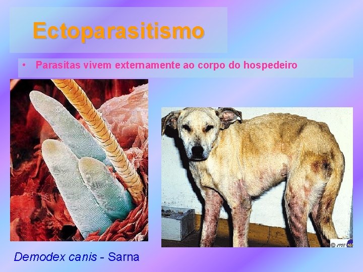 Ectoparasitismo • Parasitas vivem externamente ao corpo do hospedeiro Demodex canis - Sarna 