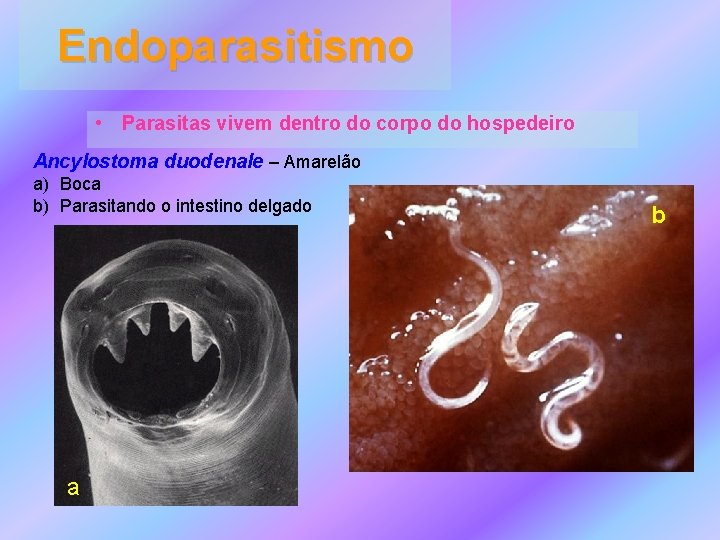 Endoparasitismo • Parasitas vivem dentro do corpo do hospedeiro Ancylostoma duodenale – Amarelão a)