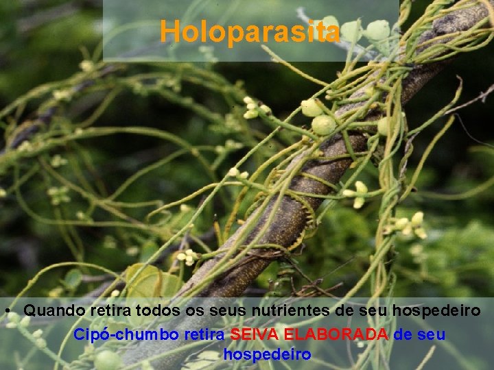 Holoparasita • Quando retira todos os seus nutrientes de seu hospedeiro Cipó-chumbo retira SEIVA