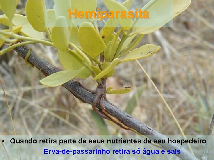 Hemiparasita • Quando retira parte de seus nutrientes de seu hospedeiro Erva-de-passarinho retira só