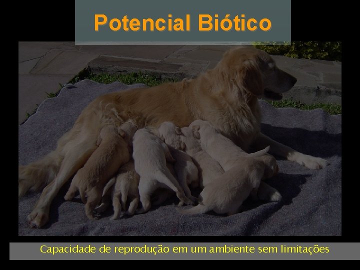 Potencial Biótico Capacidade de reprodução em um ambiente sem limitações 