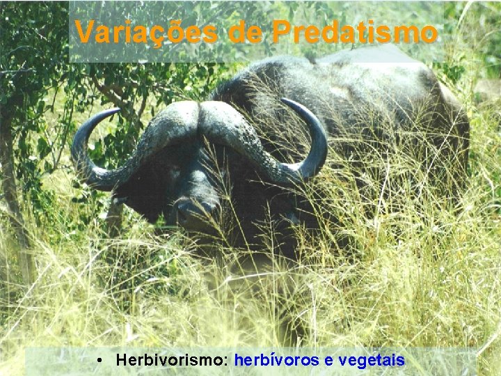 Variações de Predatismo • Herbivorismo: herbívoros e vegetais 