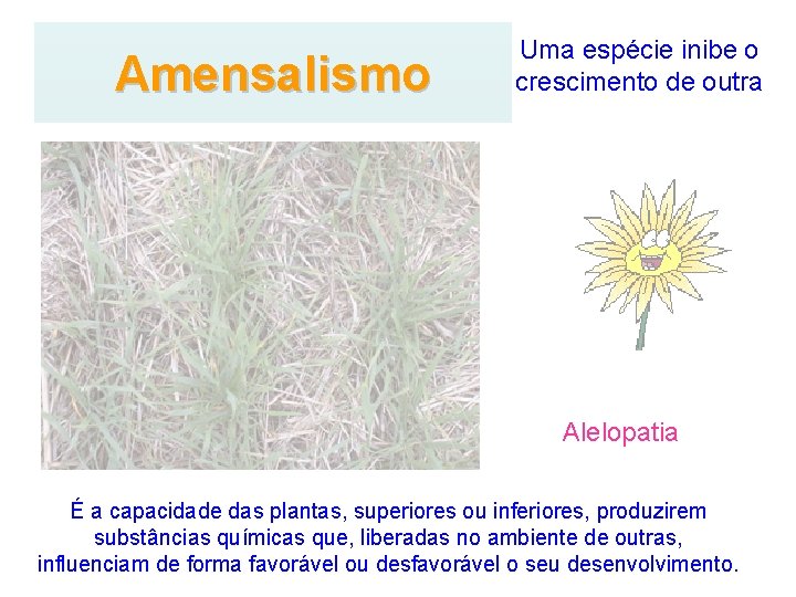 Amensalismo Uma espécie inibe o crescimento de outra Alelopatia É a capacidade das plantas,