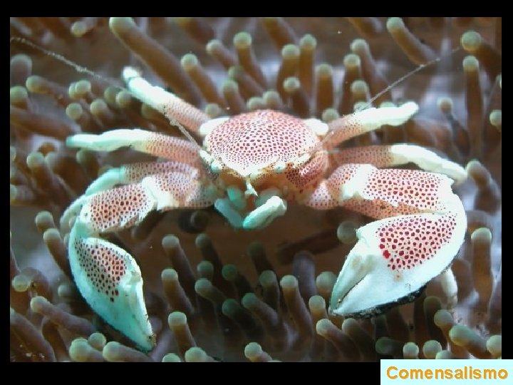 Comensalismo 
