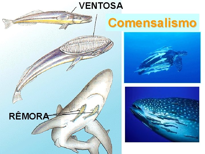 VENTOSA Comensalismo RÊMORA 