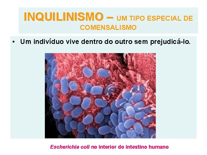 INQUILINISMO – UM TIPO ESPECIAL DE COMENSALISMO • Um indivíduo vive dentro do outro